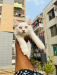 Traditional Persian male kitten